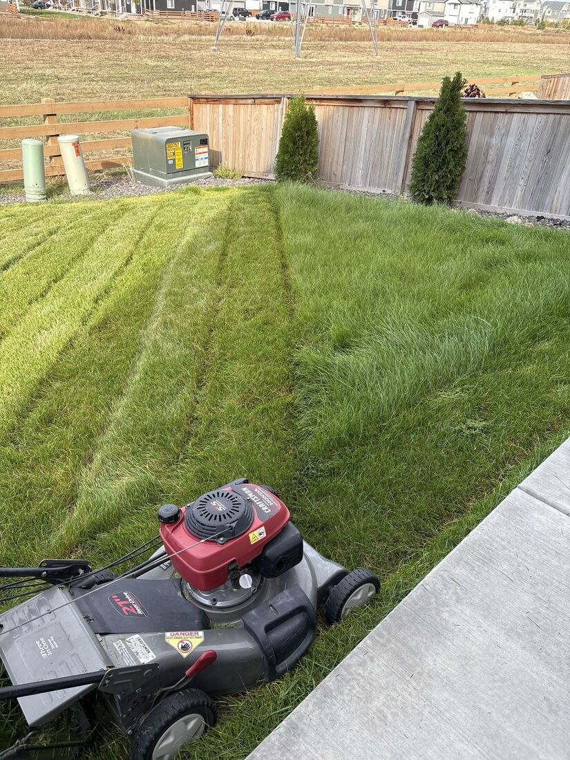 Freshly mowed backyard lawn with crisp mower stripes