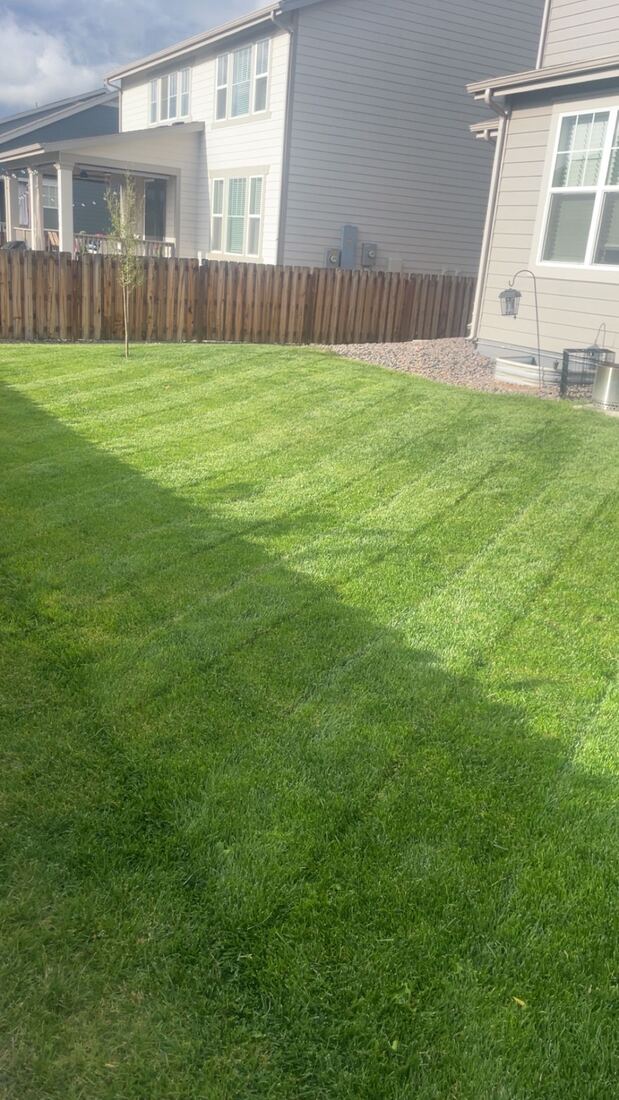 Freshly mowed lawn with clean stripes